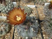 Neoporteria (Pyrrhocactus) vertongenii HV355 FA.JPG